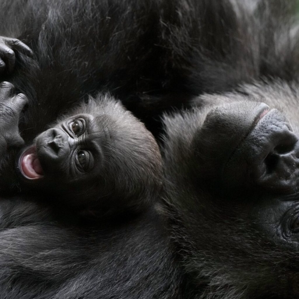 Baby gorilla cuddled by mother at London Zoo remains nameless