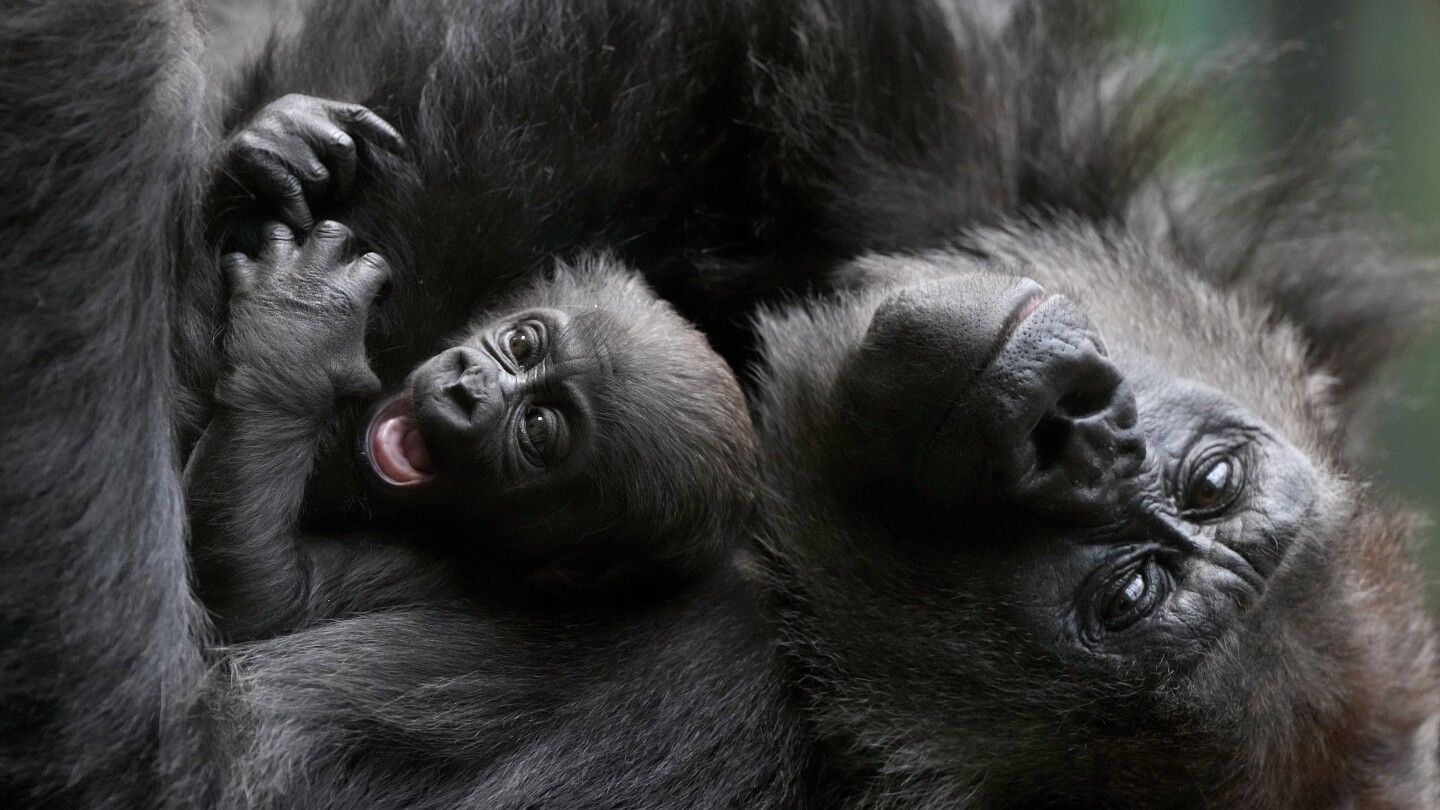 Baby gorilla cuddled by mother at London Zoo remains nameless