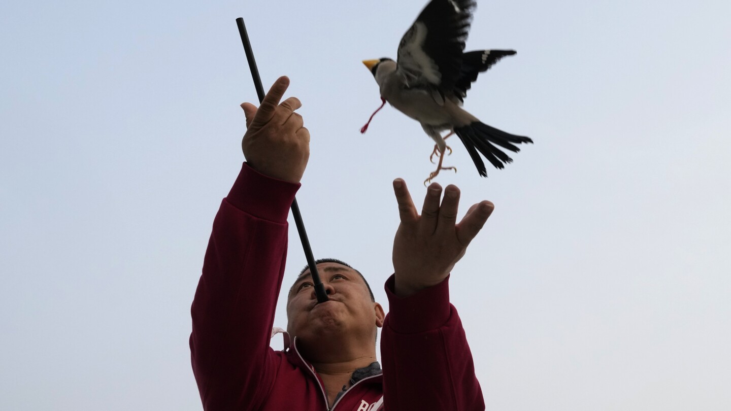 AP PHOTOS: Beijingers play fetch with migratory birds in traditional game