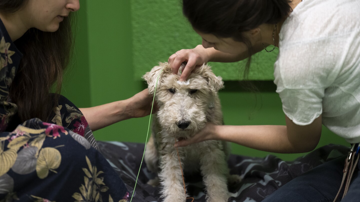 Does your dog understand when you say ‘fetch the ball’? A new study in Hungary says yes