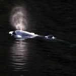 Orca calf swims out of Canadian lagoon where it had been trapped more than a month