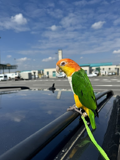 Zaštićeni papagaj zaplenjen na graničnom prelazu Horgoš