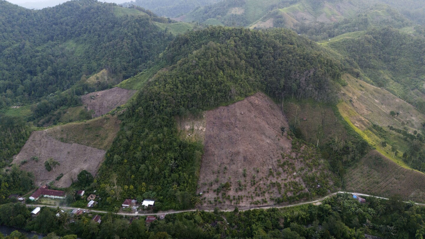 Deforestation in Indonesia spiked last year, but resources analyst sees better overall trend