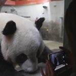 China sends two pandas to Madrid zoo