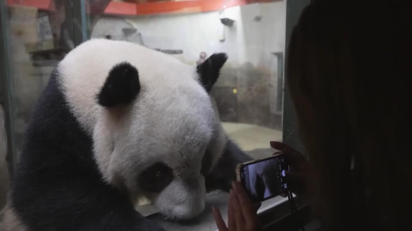 China sends two pandas to Madrid zoo