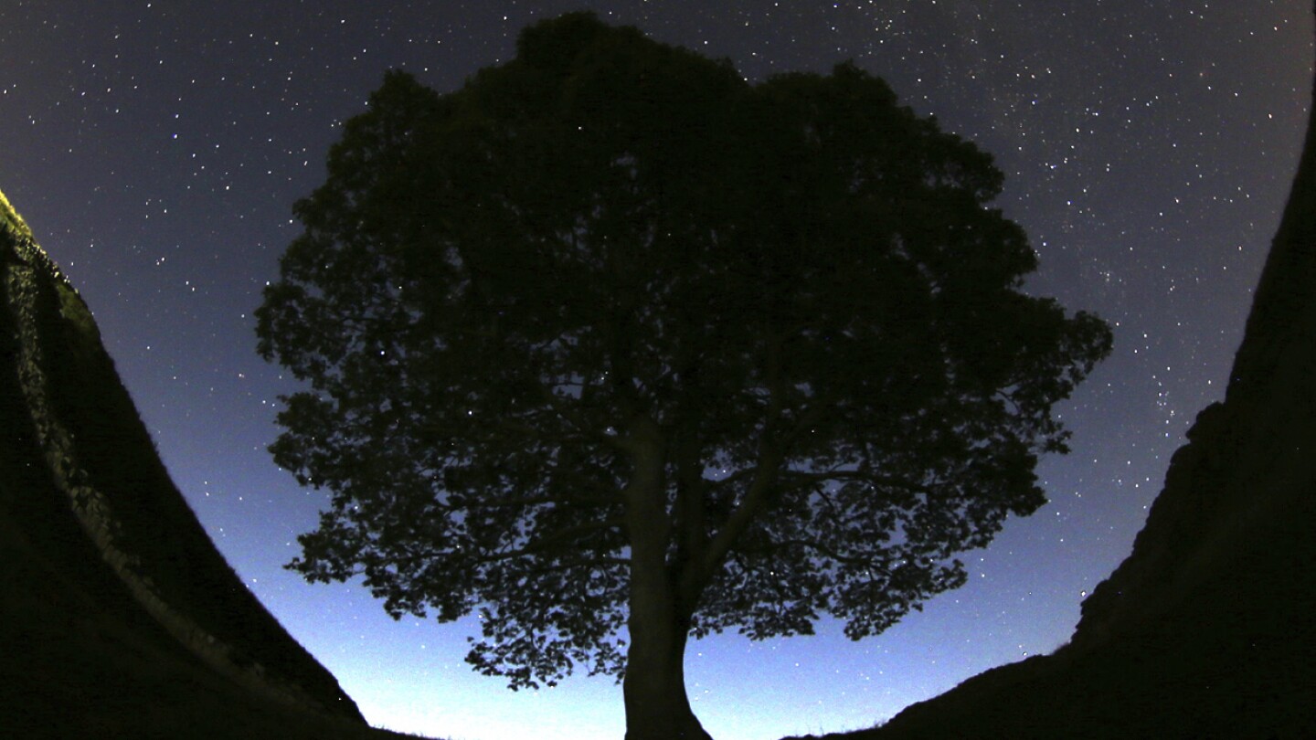 2 men are charged with cutting down famous 150-year-old tree near Hadrian’s Wall in England