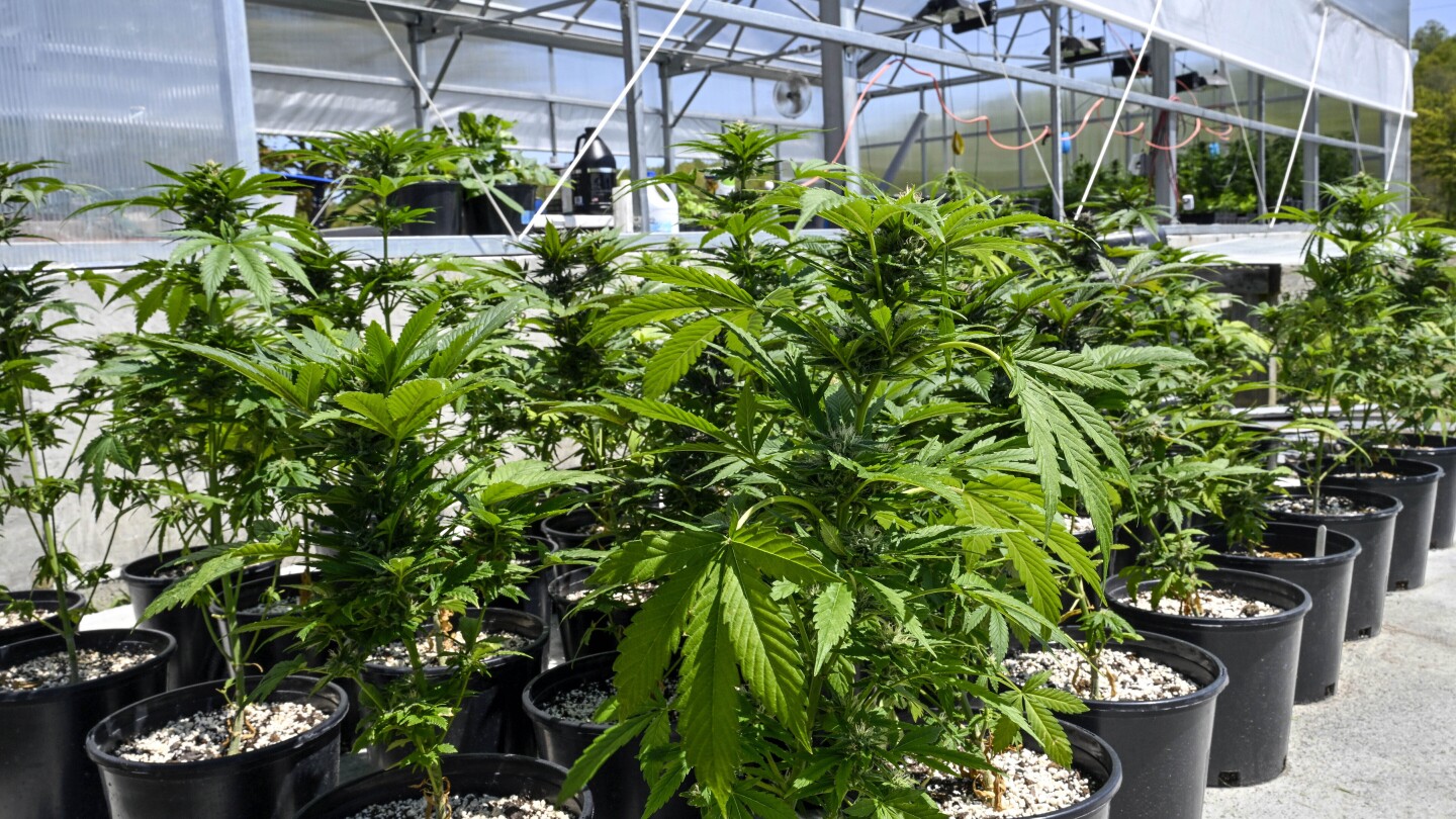 What marijuana reclassification means for the U.S.