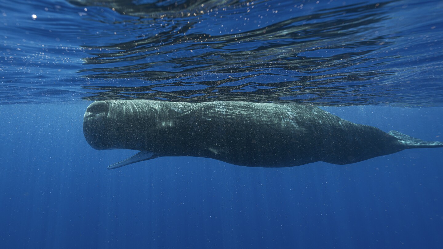 Scientists are learning the basic building blocks of sperm whale language after years of effort