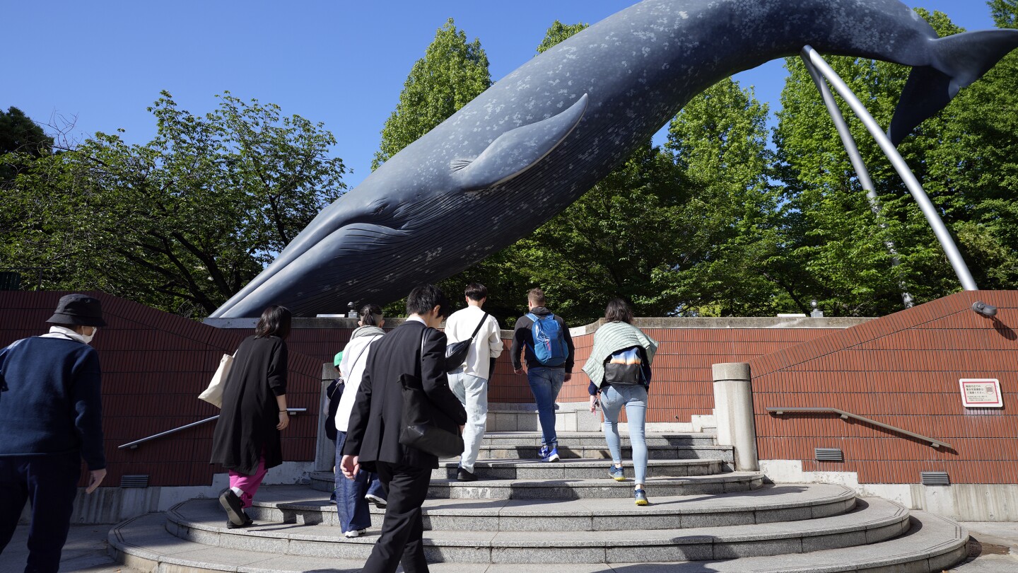 Japan Fisheries Agency proposes allowing commercial catching of fin whales