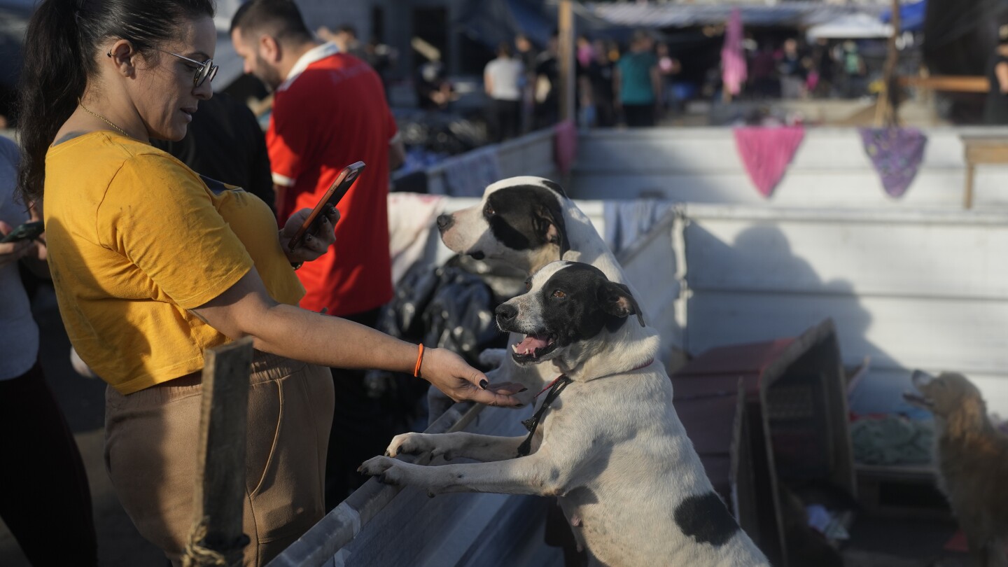 Makeshift shelter saves hundreds of dogs amid floods in southern Brazil