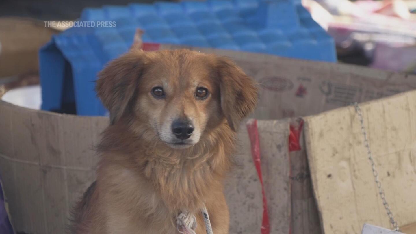 Makeshift shelter saves hundreds of dogs amid floods in southern Brazil | AP News