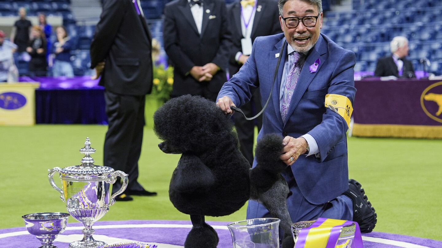 Miniature poodle named Sage wins Westminster Kennel Club dog show