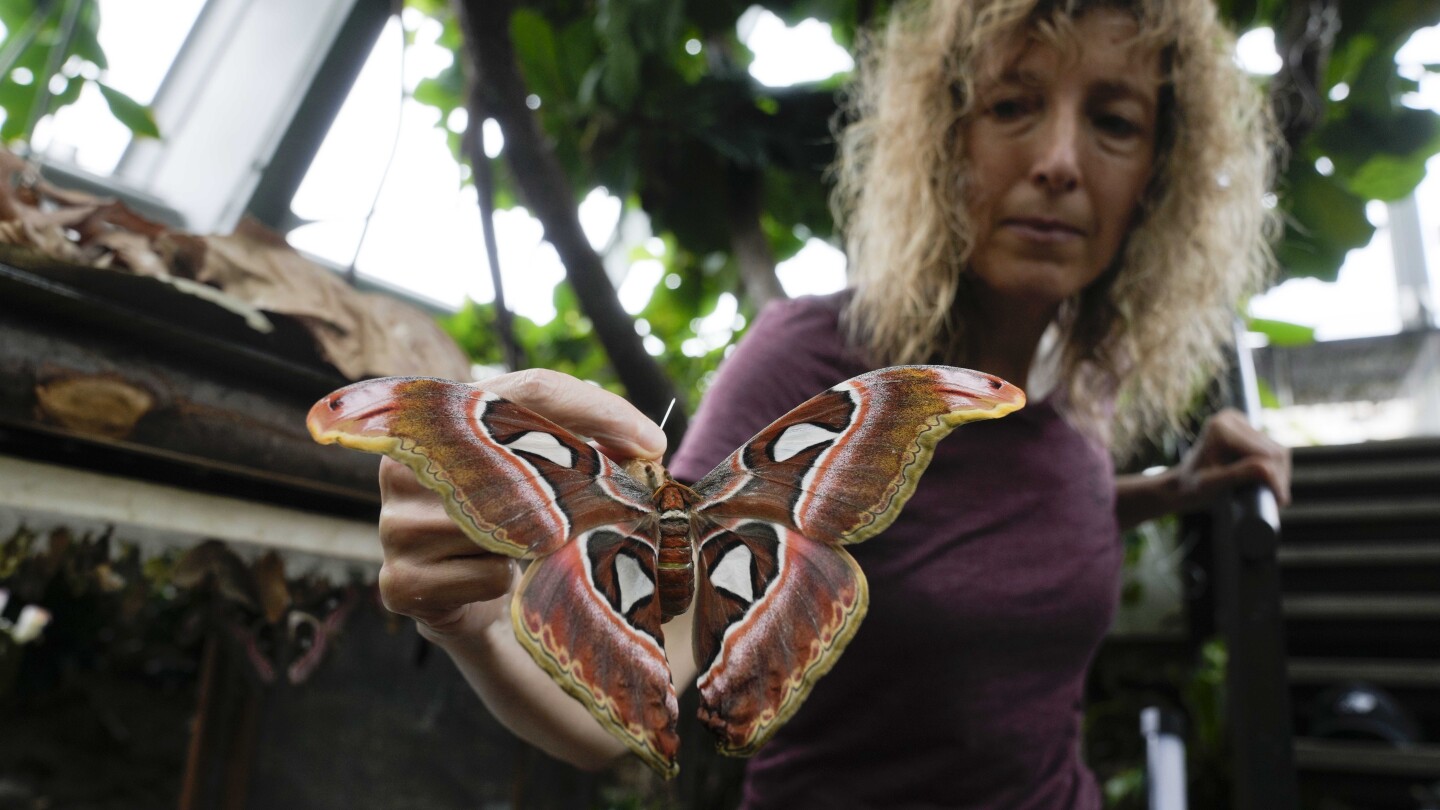 Italian museum recreates Tanzanian butterfly forest to raise awareness on biodiversity research