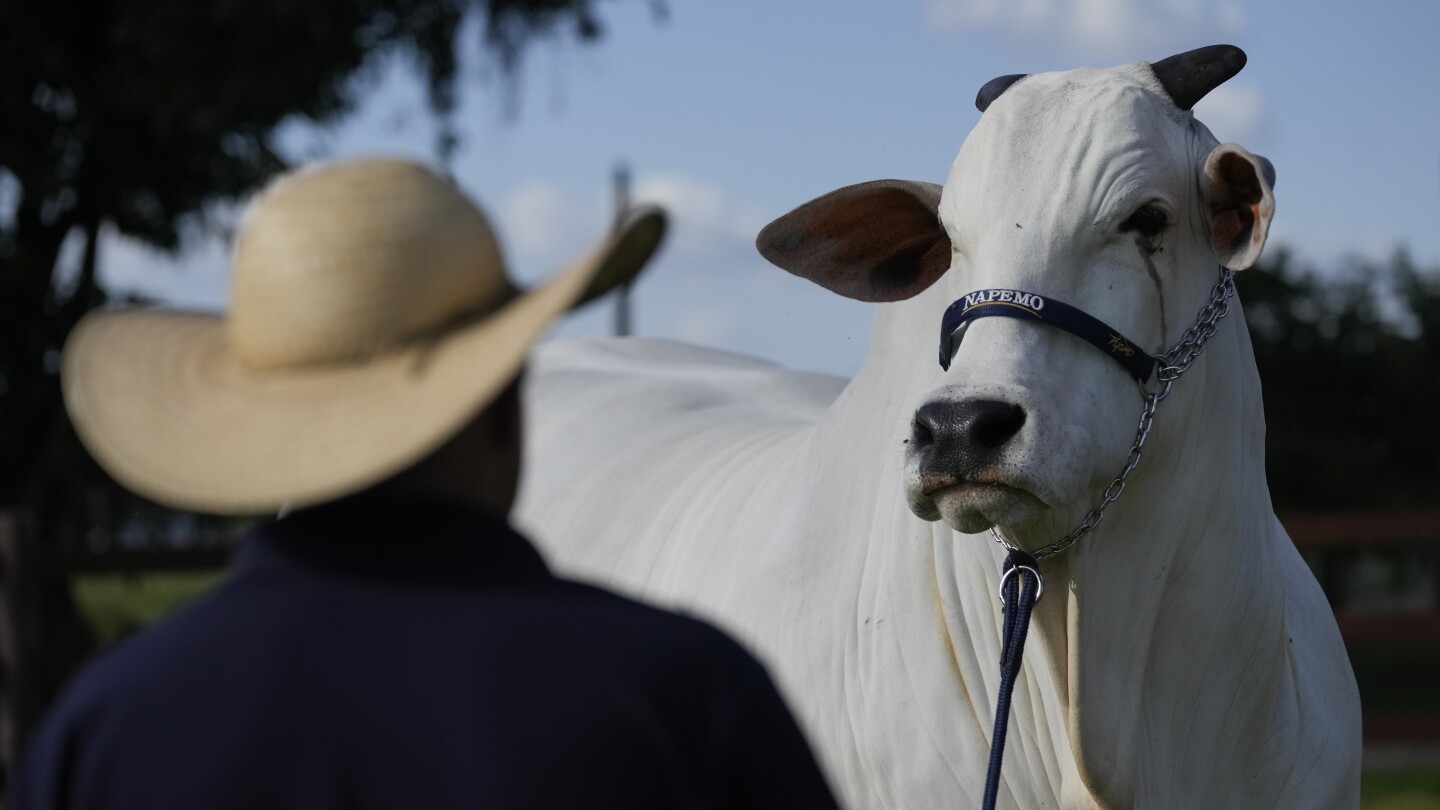 She’s the world’s most expensive cow, and part of Brazil’s plan to put beef on everyone’s plate
