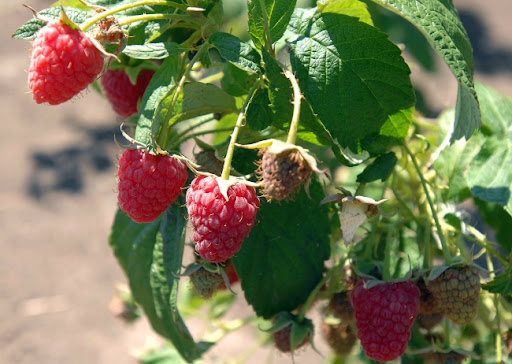 Ministar poljoprivrede: Postignut dogovor da početna otkupna cena malina bude 250 dinara