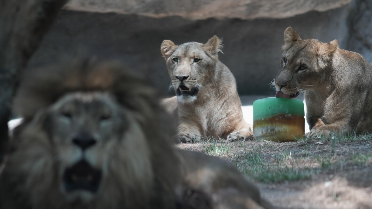 In Mexico heat wave monkeys still dying, birds are getting air-conditioning, lions get popsicles