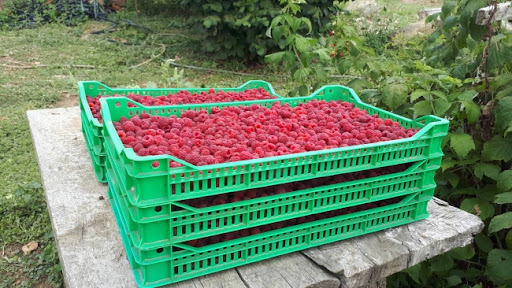 Malinari nezadovoljni otkupnom cenom blokirali petlju kod Požege