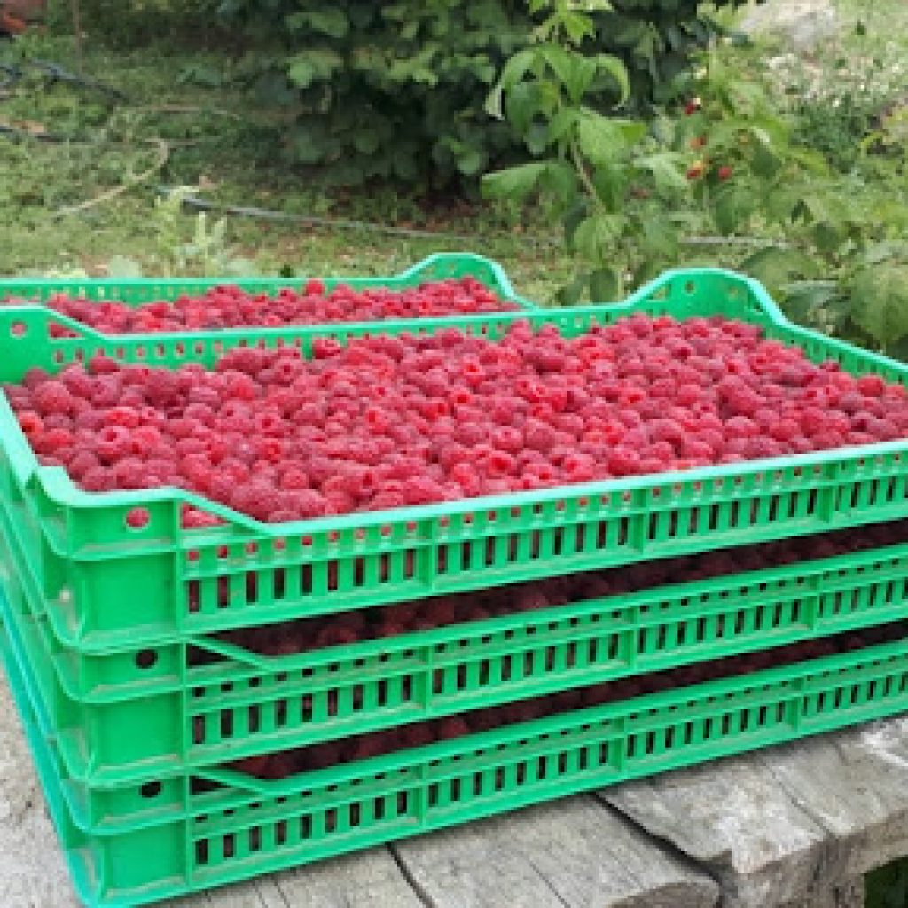 Malinari nezadovoljni otkupnom cenom blokirali petlju kod Požege