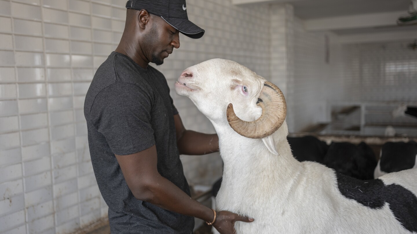 On Eid al-Adha, Senegal’s star sheep are for luxury, not sacrifice