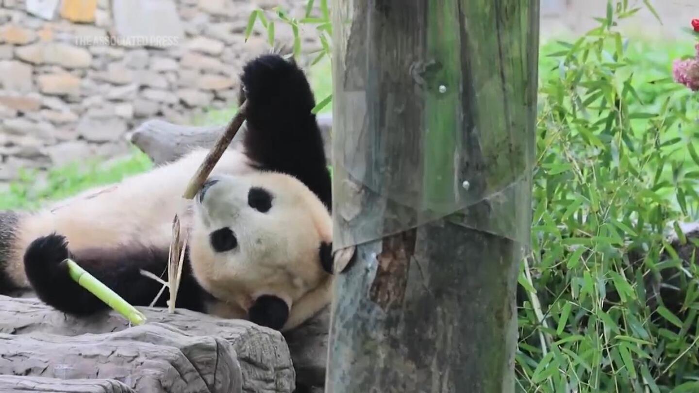 Chinese panda Fu Bao makes her first media appearance after returning from South Korea | AP News