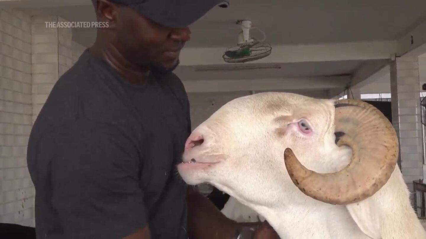 Senegal’s fanciest sheep are not destined for slaughter, but lives of luxury | AP News