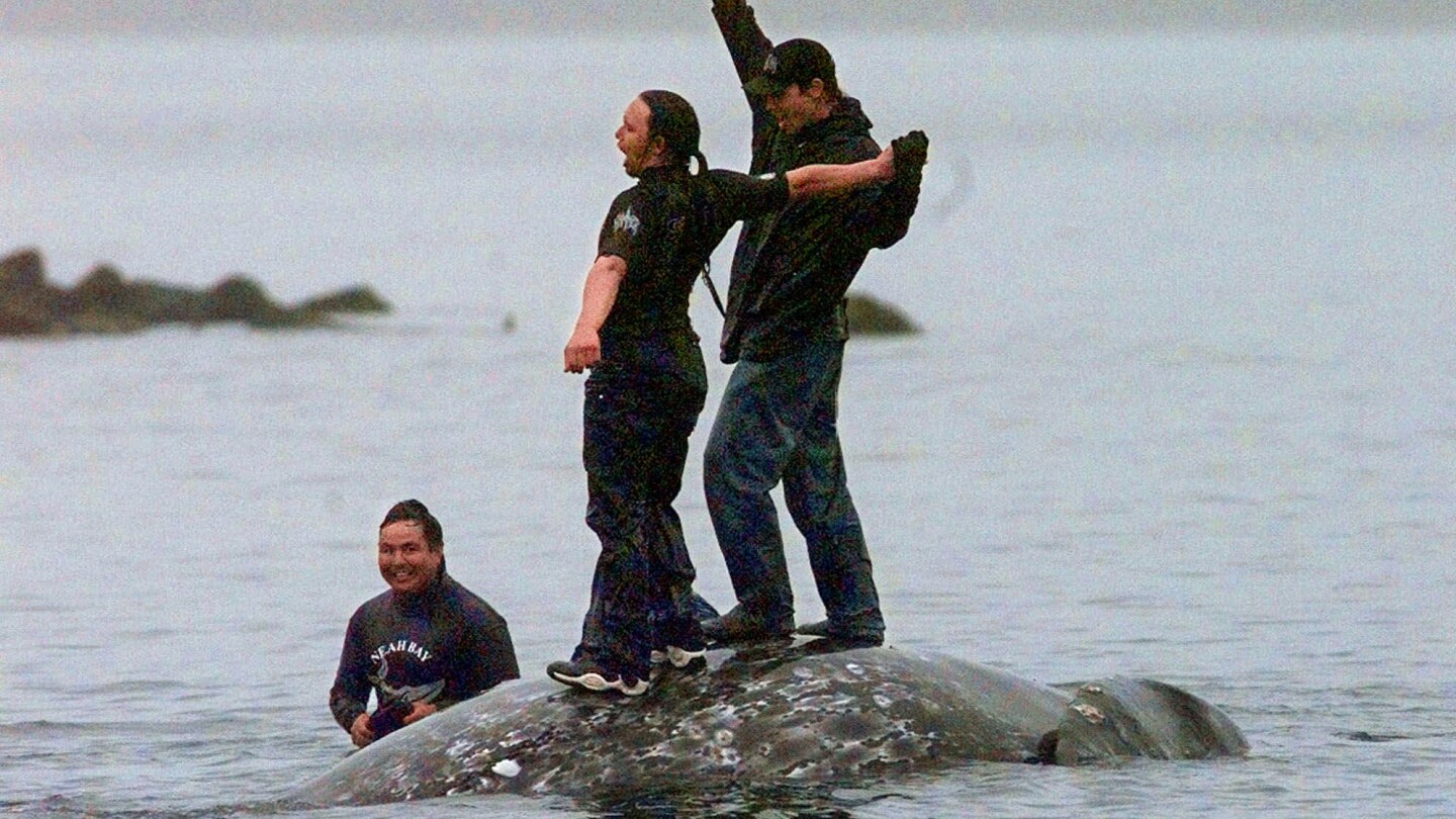 Washington state’s Makah tribe clears major hurdle toward resuming traditional whale hunts