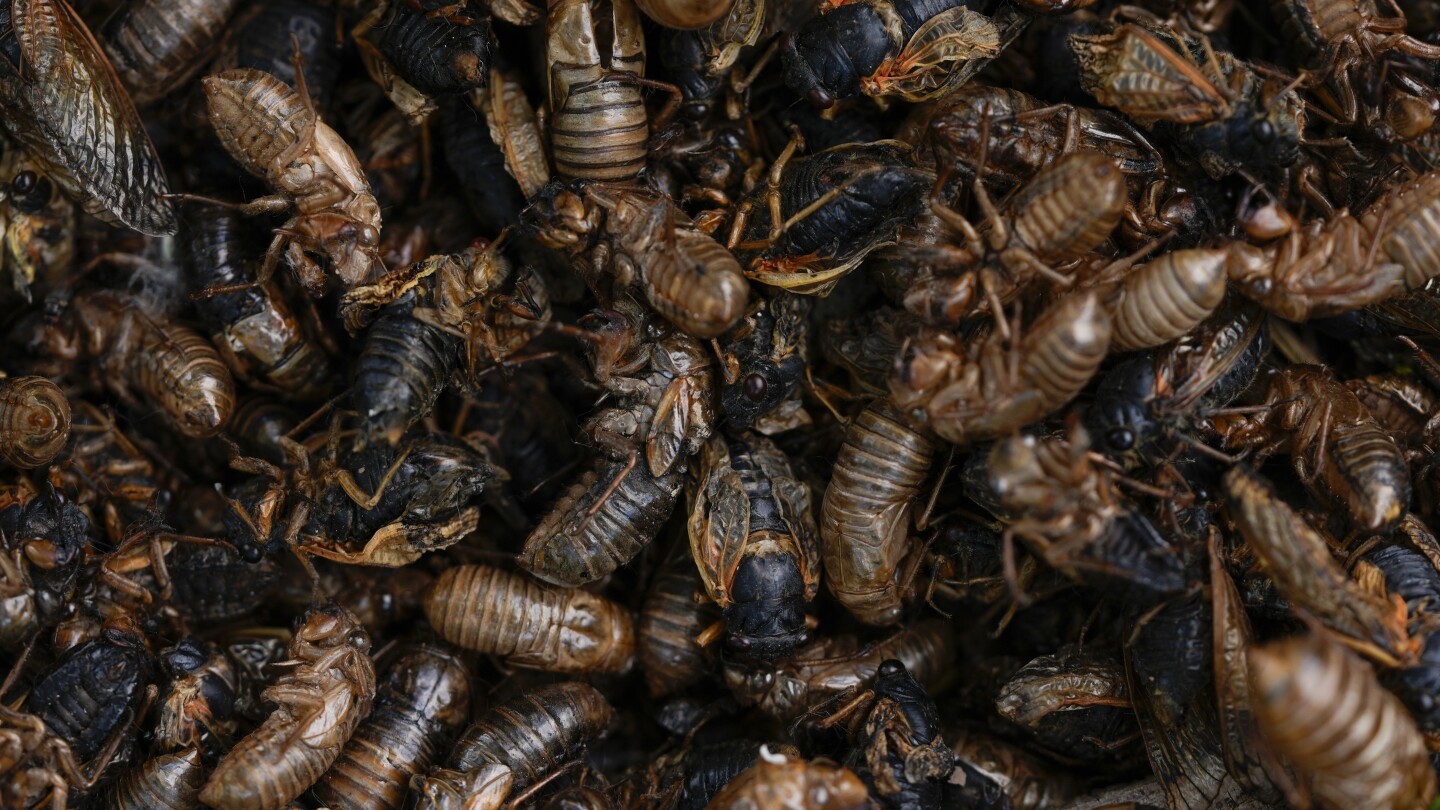 Illinois is hit with cicada chaos. This is what it’s like to see, hear and feel billions of bugs