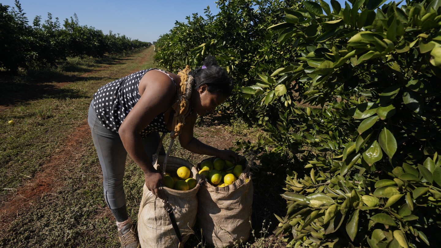 High orange juice prices may be on the table for a while due to disease and extreme weather