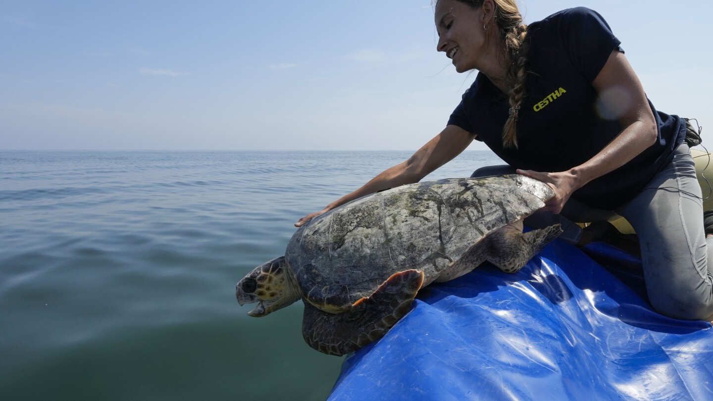 Sea turtles are under threat from trawlers in the Adriatic. A center offers them a sanctuary