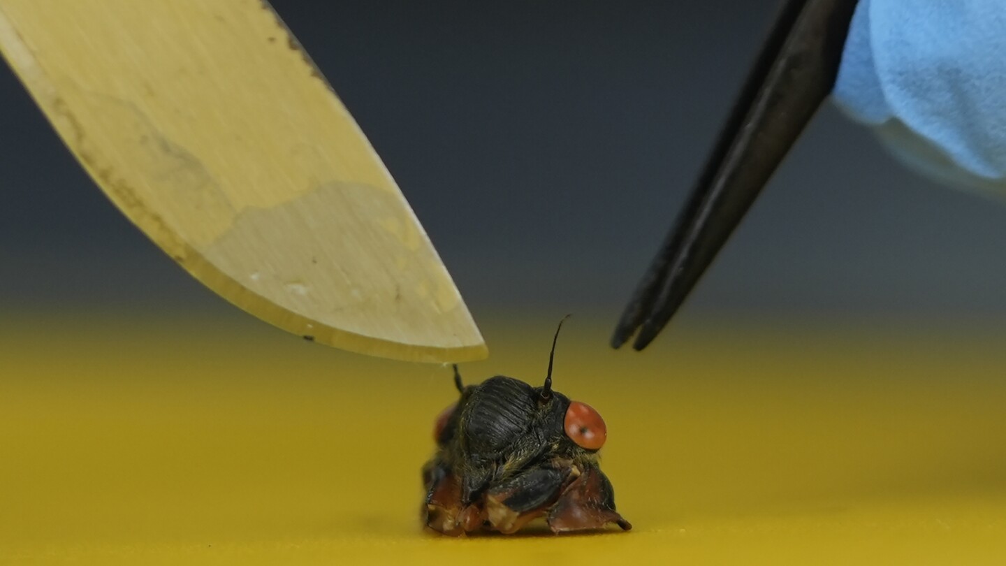 Collecting sex-crazed zombie cicadas on speed: Scientists track a bug-controlling super-sized fungus