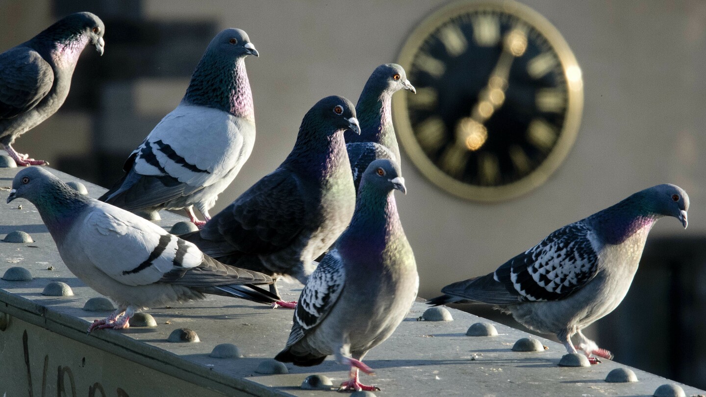 A German town’s referendum on culling pigeons has led to an uproar by animal rights activists