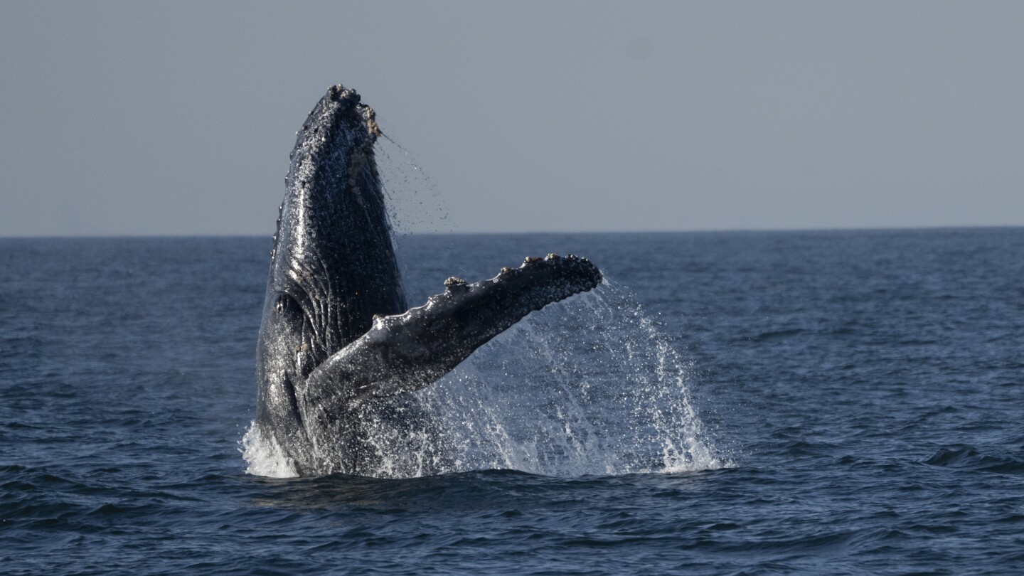 Whale-watching excursions off Rio de Janeiro’s coast begin captivating tourists