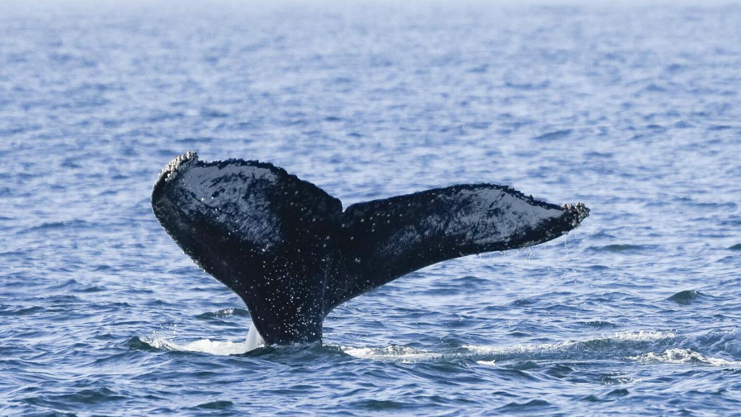 Whale-watching thrills tourists in Rio de Janeiro | AP News