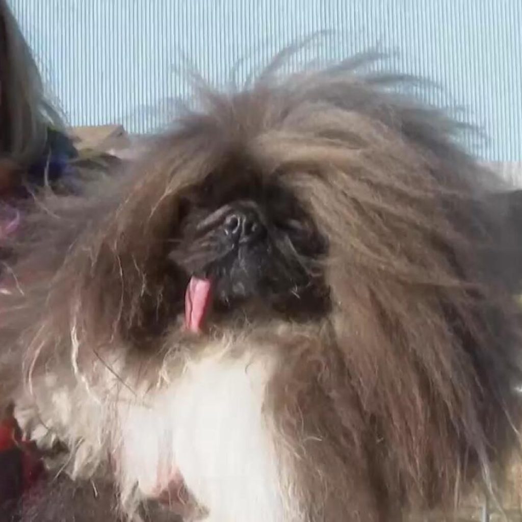 “Wild Thang” lives up to his name, wins World’s Ugliest Dog Contest | AP News