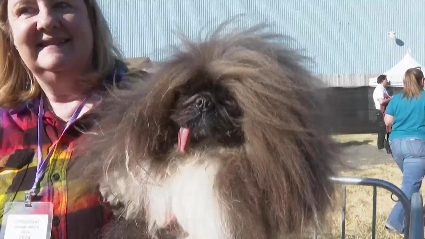 “Wild Thang” lives up to his name, wins World’s Ugliest Dog Contest | AP News