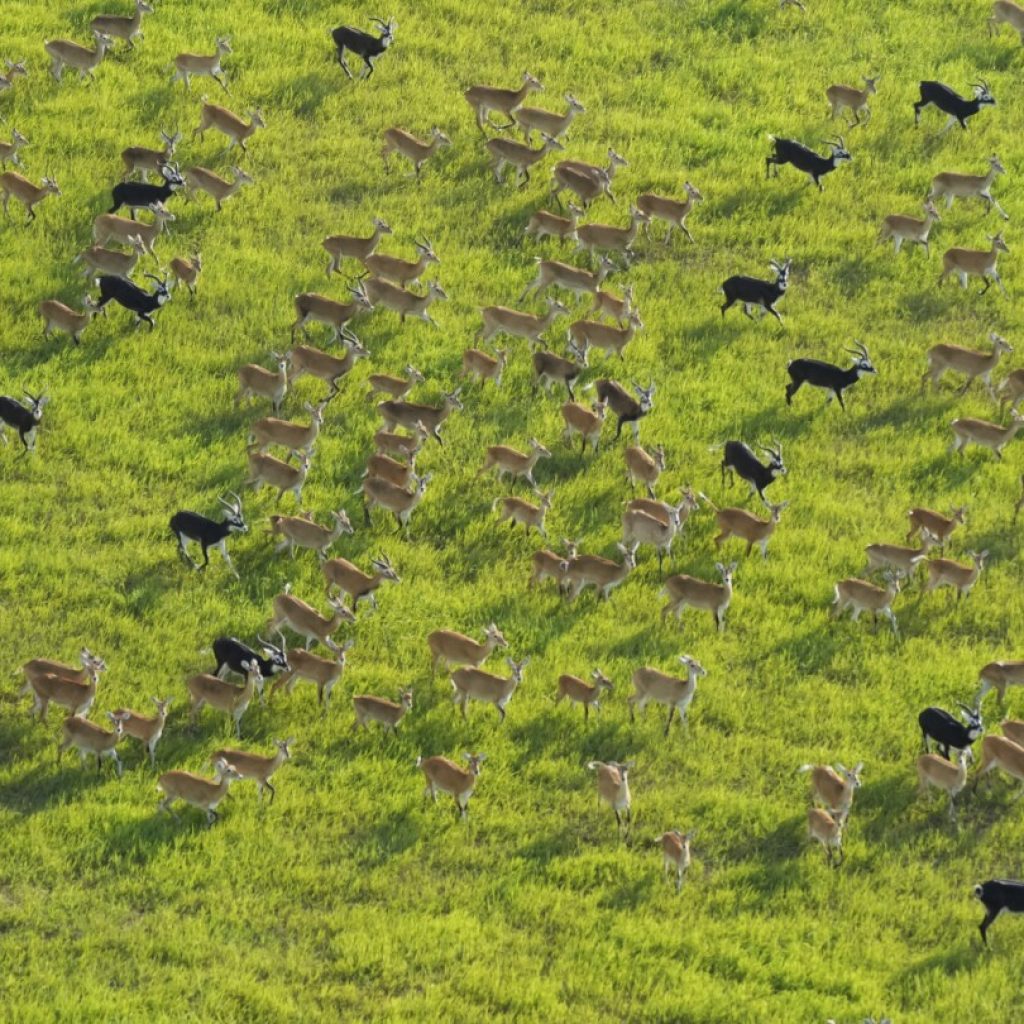 South Sudan says its 6M antelope make up world’s largest land mammal migration, but poaching on rise