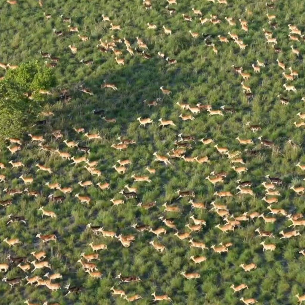 Six million antelope make up world’s largest land mammal migration, but poaching on rise | AP News
