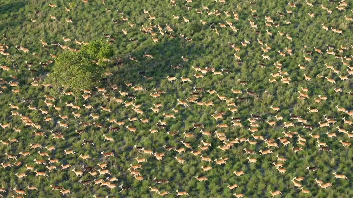 Six million antelope make up world’s largest land mammal migration, but poaching on rise | AP News