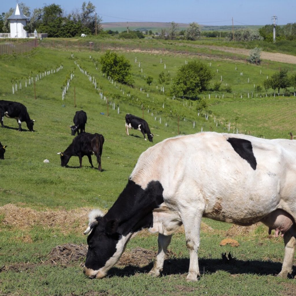 Flatulent cows and pigs will face a carbon tax in Denmark, a world first