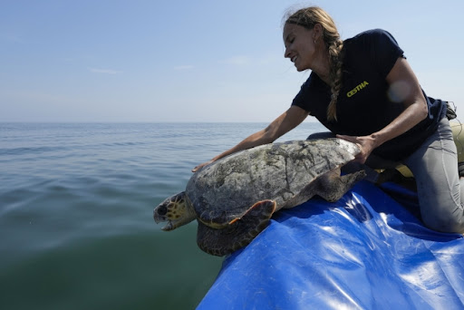 Florida zabranila balone radi zaštite morskih kornjača i ptica koje ih brkaju s hranom