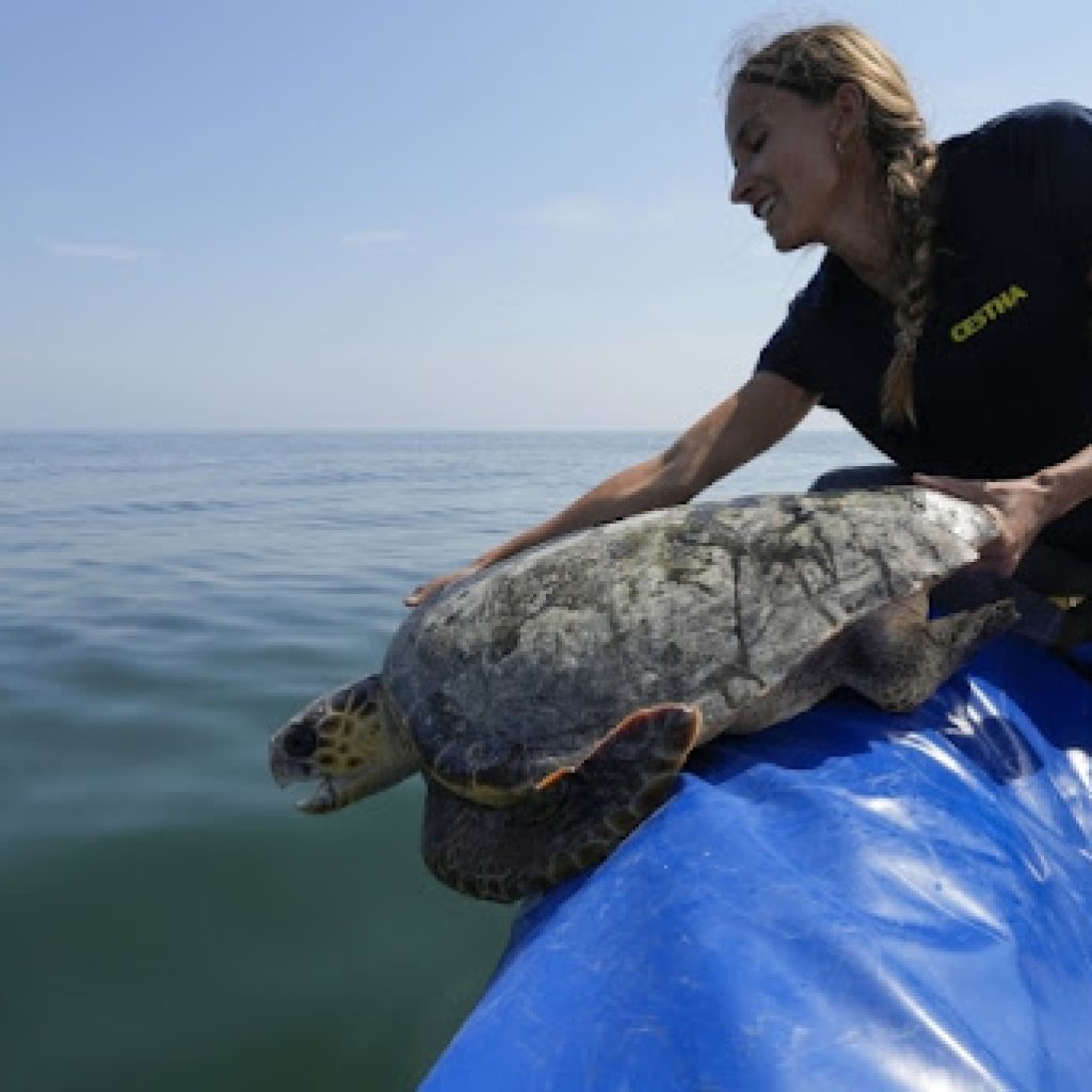 Florida zabranila balone radi zaštite morskih kornjača i ptica koje ih brkaju s hranom