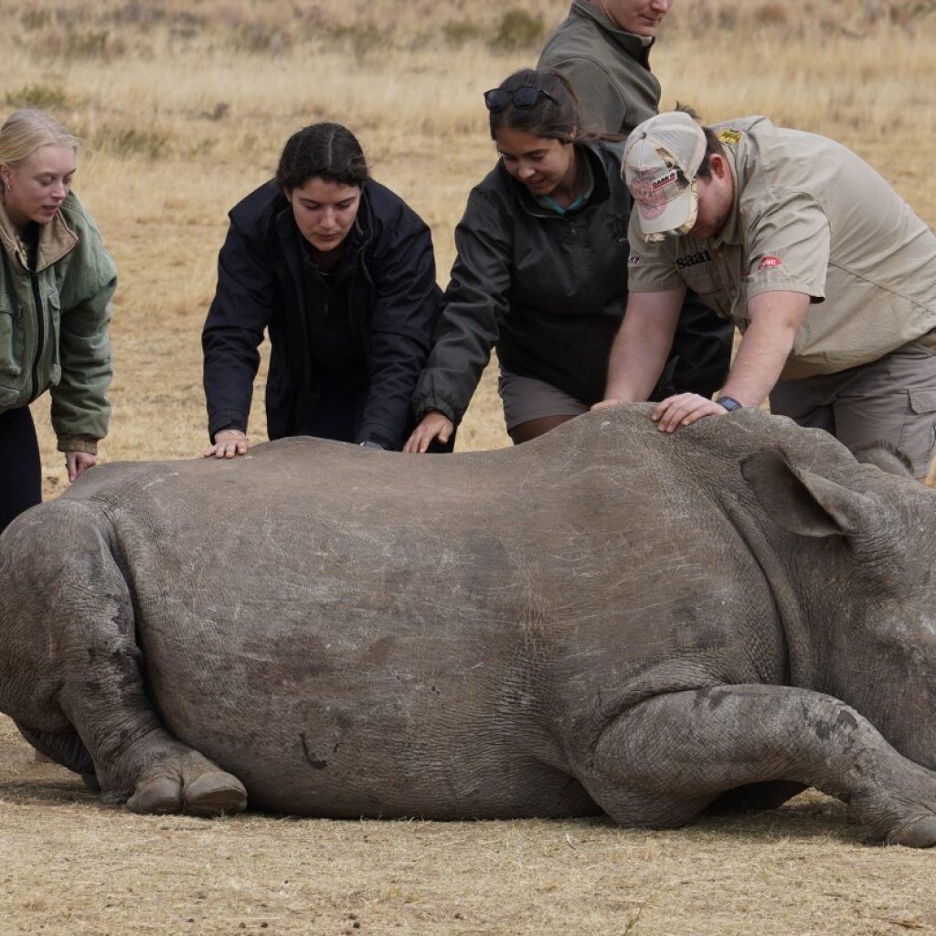 South African researchers test use of nuclear technology to curb rhino poaching