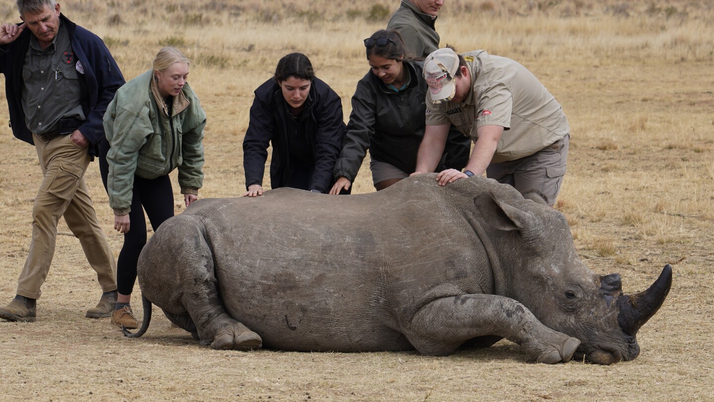 South African researchers test use of nuclear technology to curb rhino poaching