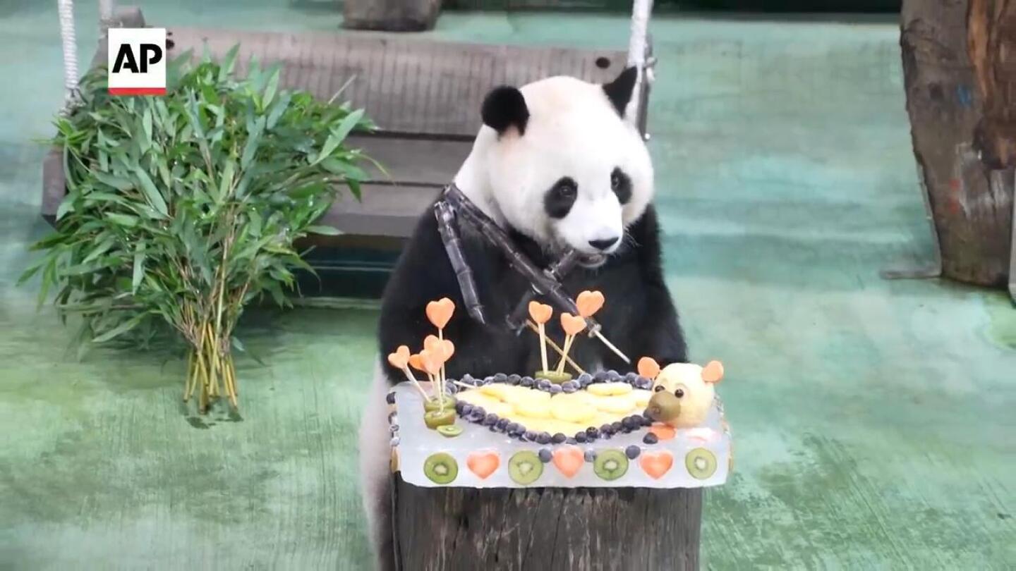 Yuan Bao, the second panda ever born in Taiwan, celebrates her fourth birthday | AP News