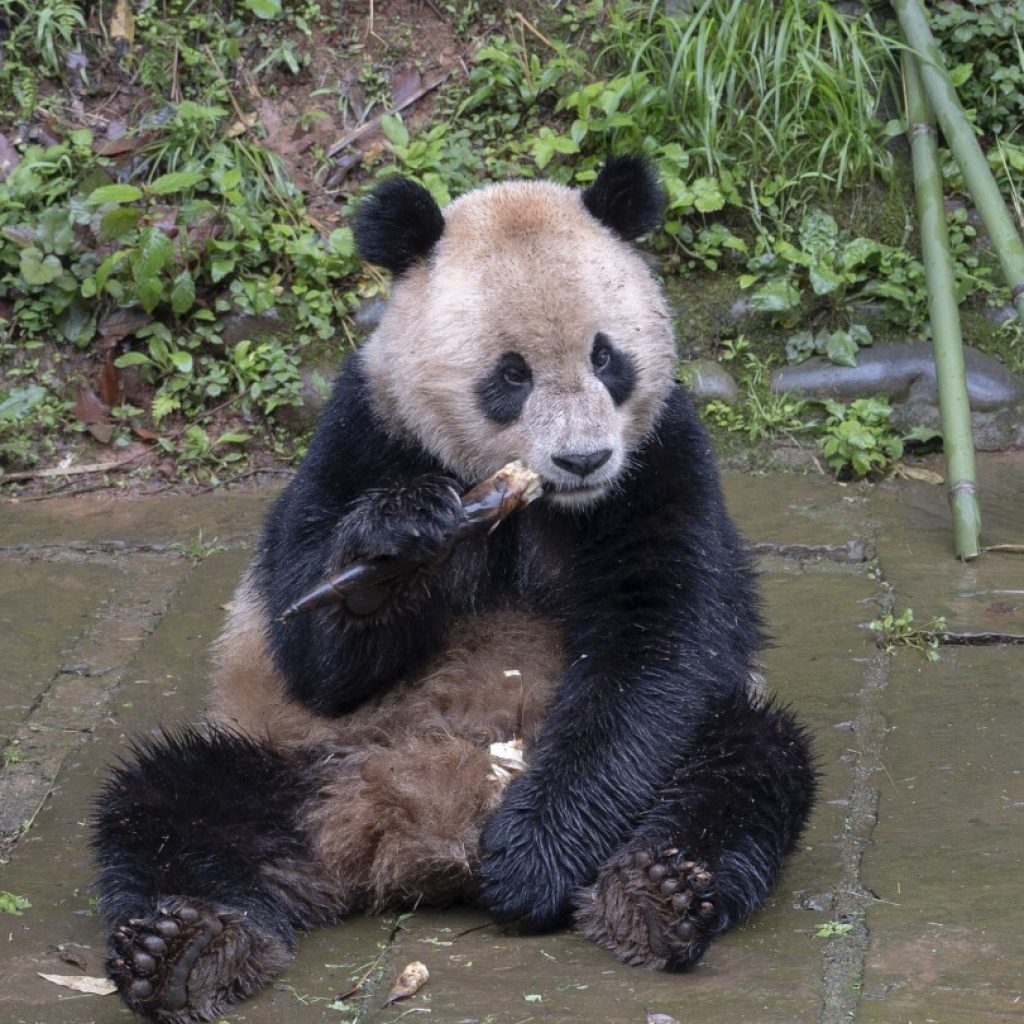 Pair of giant pandas from China arrive safely at San Diego Zoo