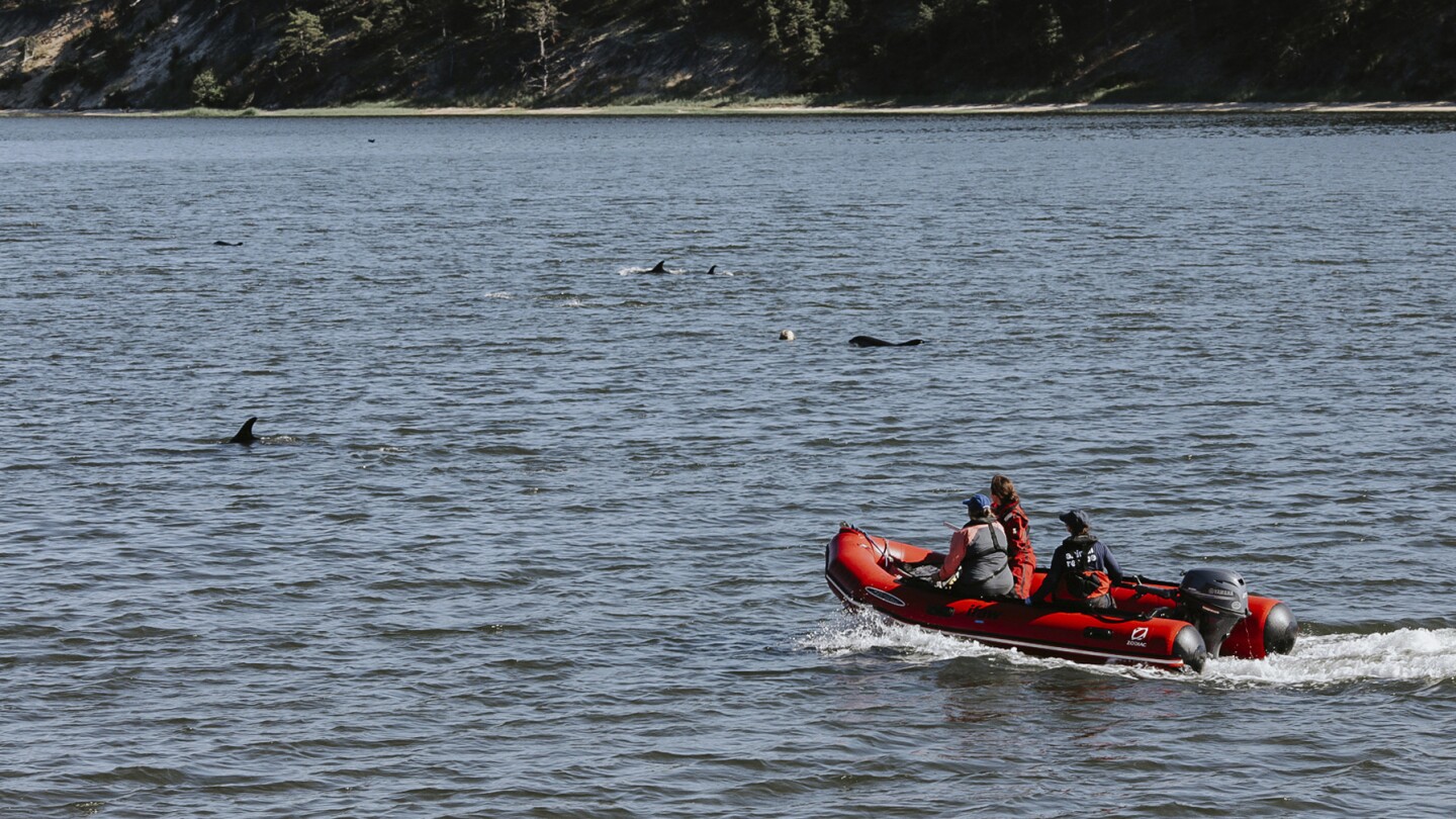 Animal rescuers try to keep dozens of dolphins away from Cape Cod shallows after mass stranding