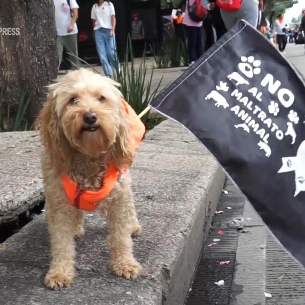 Hundreds take to streets of Mexico City to advocate for better animal rights | AP News