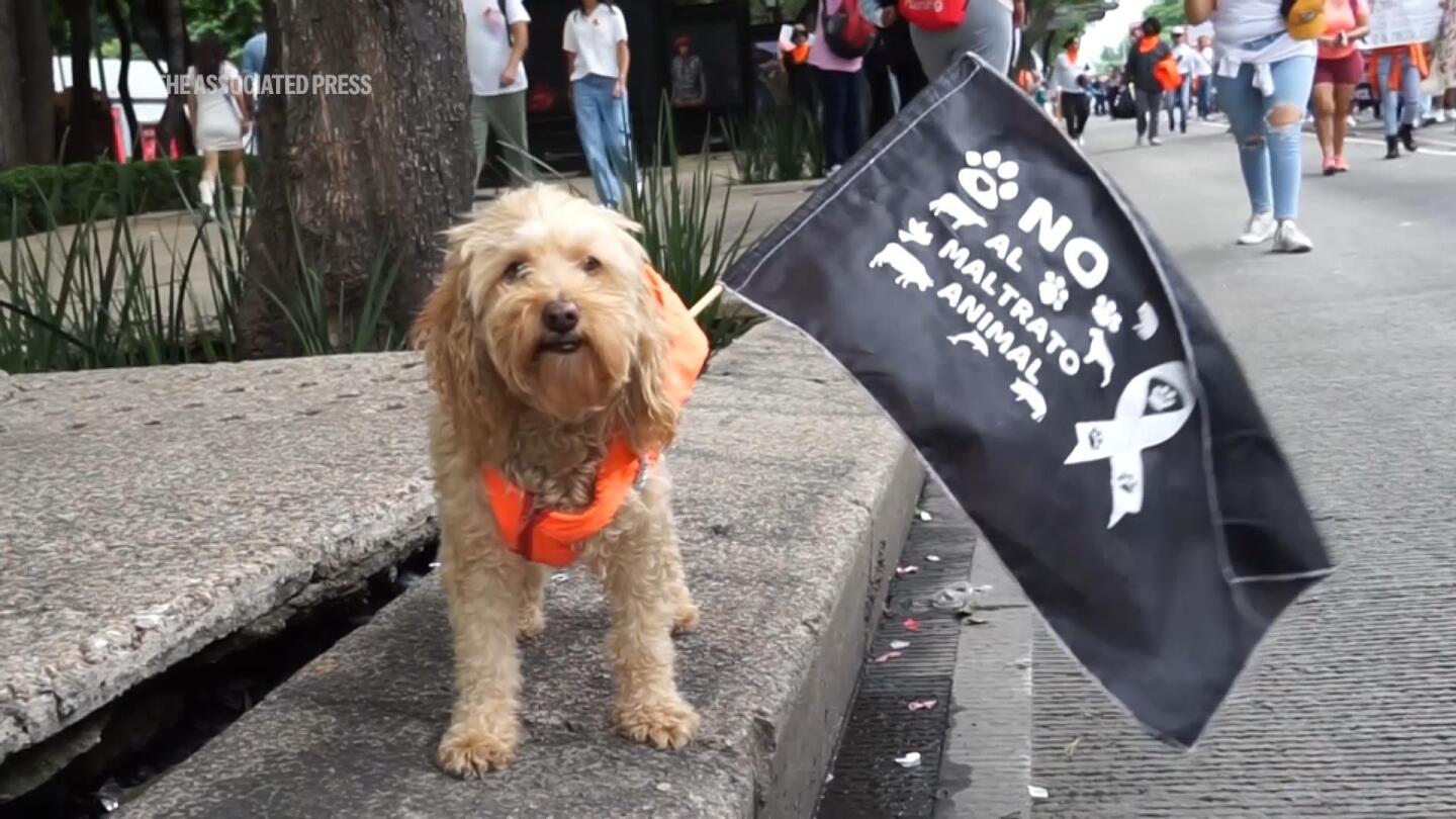 Hundreds take to streets of Mexico City to advocate for better animal rights | AP News