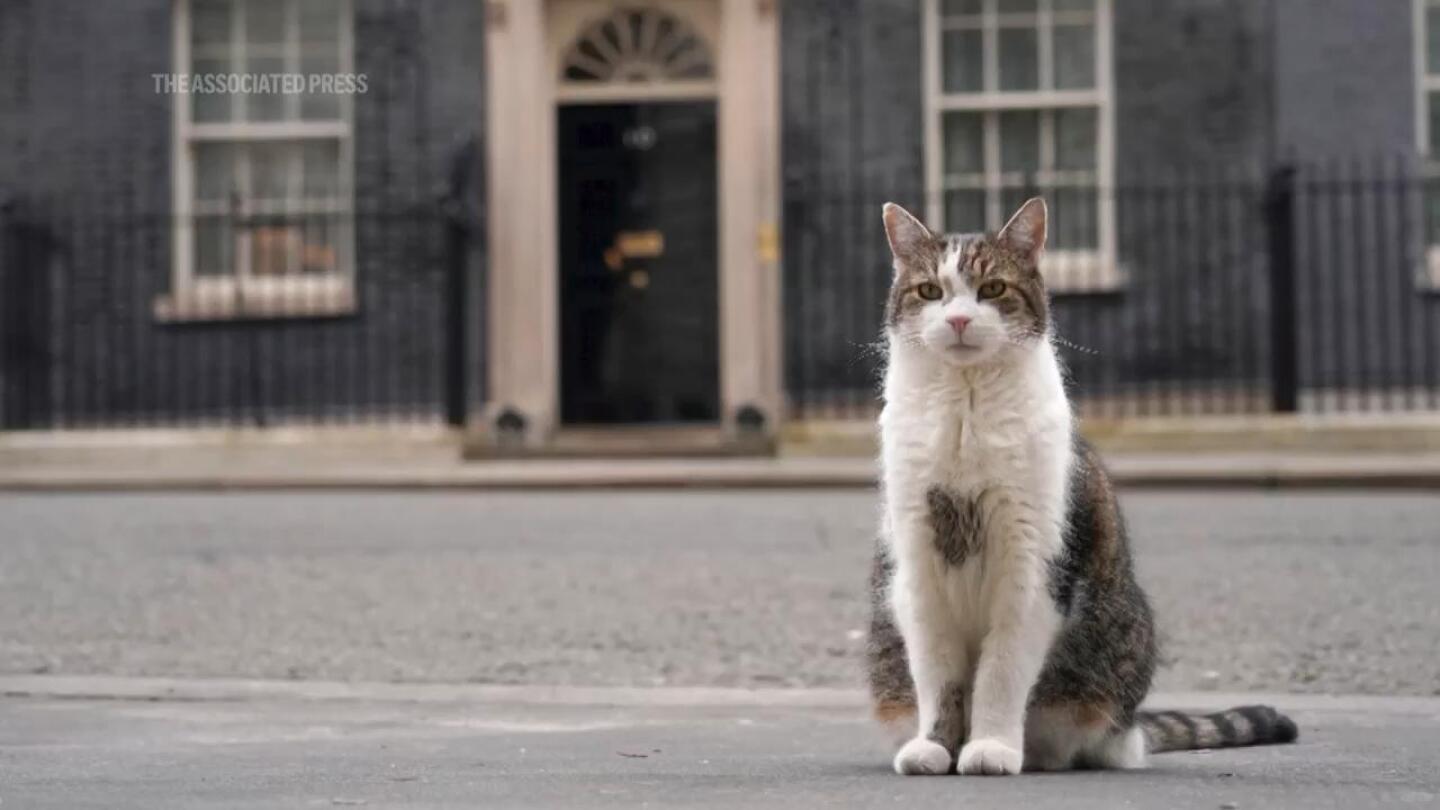 Larry the cat poised to welcome Britain’s next prime minister | AP News