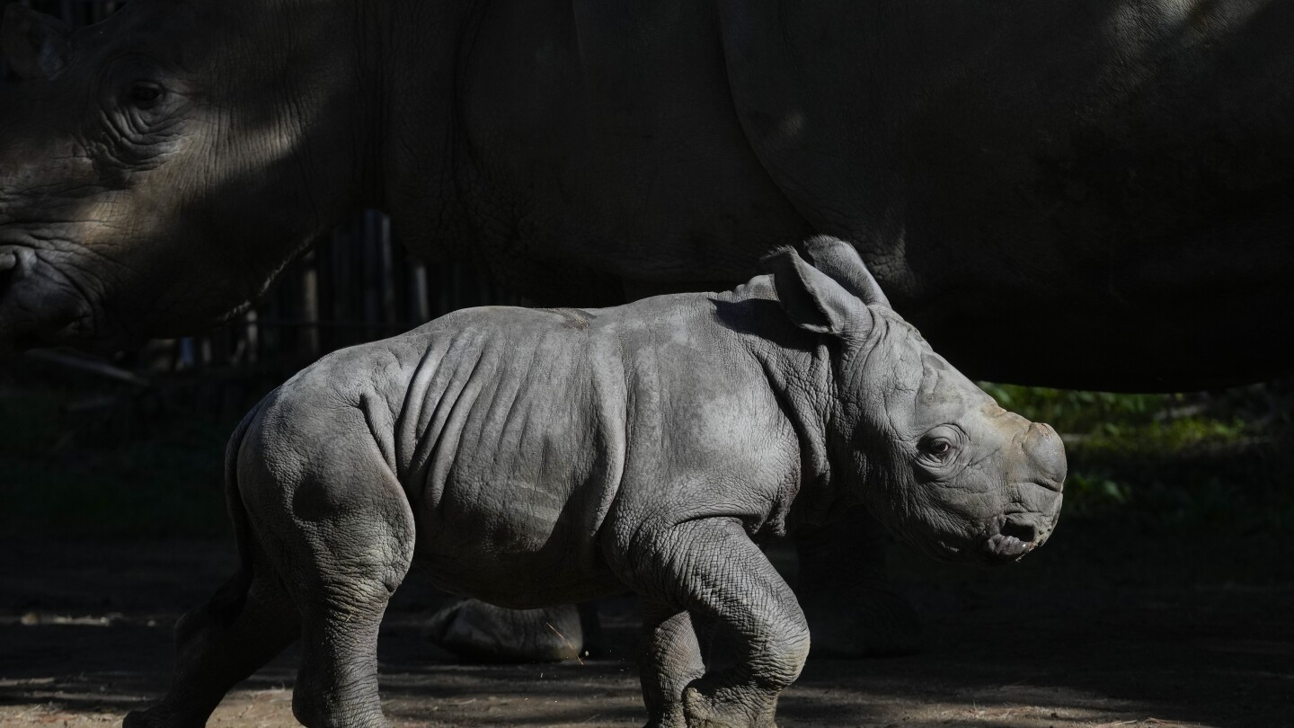 A white rhino is born in a Chilean zoo, boosting the near-endangered species